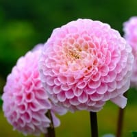ダリア（7/2）