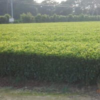 　野菜収穫ズッキーニ・キュウリ・ナス・インゲン　お茶畑手伝い