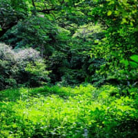 自然教育園日記　その311  Sony α1 IIとFujifilm GFX100Sを比較する