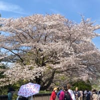 昭和記念公園でお花見