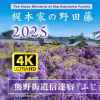 [4K] 梶本家の野田藤【2025 ふじまつり熊野街道信達宿🌸】一面の紫雲海に感動！大阪泉南市 行き方＆見どころ徹底ガイド #事前予習 #開花情報 #藤棚 #アクセス
