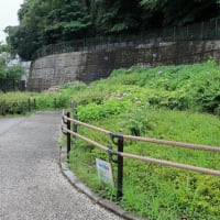佐伯山緑地の紫陽花