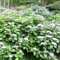 2025　梅雨　横浜市こども植物園、児童遊園地