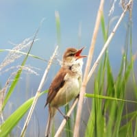 治療の合間に花散策と鳥見！（シタキソウとオオヨシキリと！）