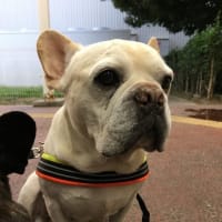 パンチ再診