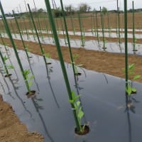 穴掘り終了して移植開始