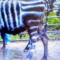 動物奇譚  （１）　蚊について