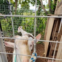 久しぶりの山羊さんたち🐐