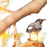 野鳥を追いかけて