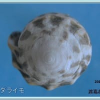 ゴマダライモ
