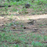 近所の公園で