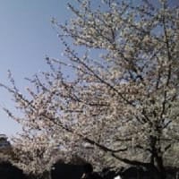 2010年お花見～桜～大阪城公園