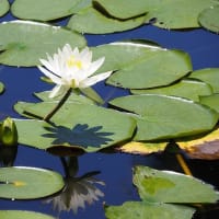 大船フラワーセンター６月の花散歩