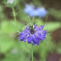 ハーブ園に咲くニゲラの花