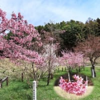 2024早出神社カタクリ祭り　水芭蕉　桜