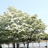 なんじゃもんじゃ（庄内緑地公園　2025年4月30日）
