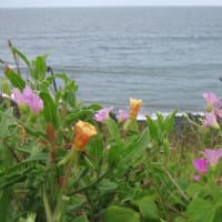 今どきの花など…空梅雨が心配です