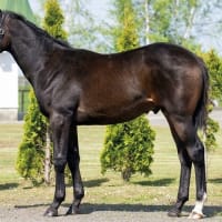 2026年2歳新規募集馬、これはスルー出来ないかも？（２）
