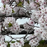 満開の桜‼️