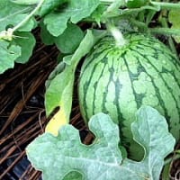田んぼの見回りです