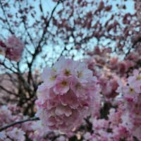 南足柄市の桜