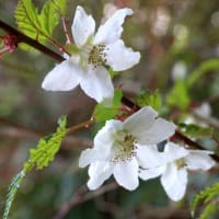 クサイチゴやモミジイチゴの花