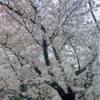 ２０２４万博公園桜、チューリップ