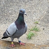 ポッポッポー鳩ポッポー