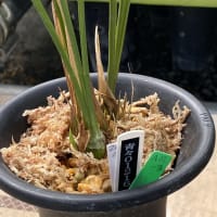 寒蘭　ズポ抜け「青々01216(青斗)」