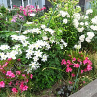 ７月の庭（１）庭は花盛り