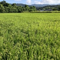 8月16日（94日目）順調に生育中