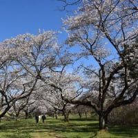 ソメイヨシノ狩り　岩手県立御所湖広域公園　雫石川園地の桜並木（4）まだまだ続く桜のトンネル