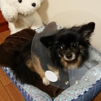 定期検査とお犬様の術後