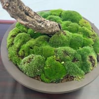 室蘭盆栽会