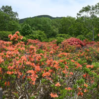 赤城⑤見晴山ツツジ