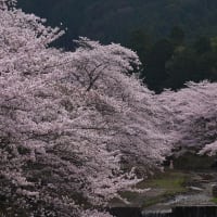 和みの道、桜花爛漫