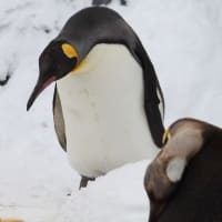 迷惑王ペンギン