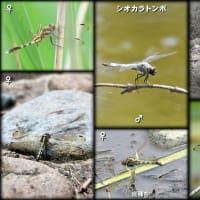 鳥撮り止めて虫撮りに