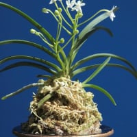 富貴蘭「美　鈴」の花(過去の画像倉庫から)