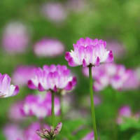 2025年 満開の桜（その２ ）裏山のソメイヨシノ / さくらさくら＆花は咲く