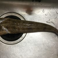 30数年ぶりの船釣