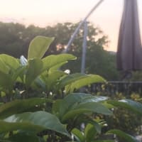 我慢の日々。