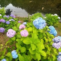 花しょうぶまつり（豊川市赤塚山公園）に行ってきました
