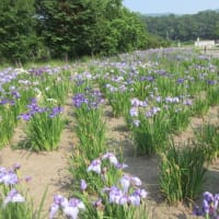 層雲峡を出て上川のおじさん夫婦に会いに行きました