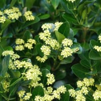 マサキ 花盛り