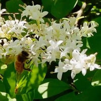 次々と花を移動するセイヨウミツバチ
