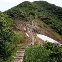 浅草岳・2025年山開き④　ヒメサユリ　2025/06/29