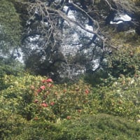 小石川植物園　一面に咲くやまぶきの花　　　　22
