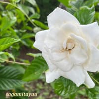 白色の「オオヤエクチナシ」と一会！！