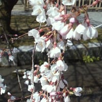 明けましておめでとうございます